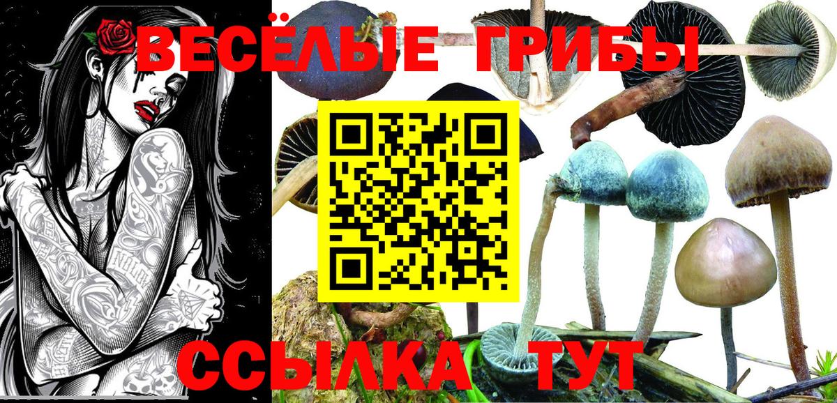 Галлюциногенные грибы Psilocybine cubensis  Вход с VPN  Златоуст  Псилоцибиновые грибы мицелий 